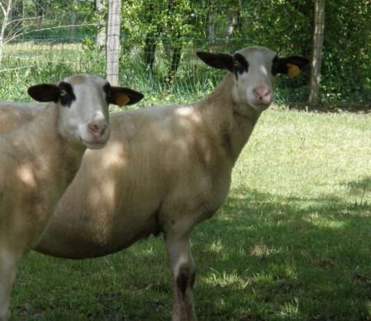 Die Brillen-Brebis aus dem Lot: Wie ein Schaf zum Symbol einer ganzen Region wurde Causse_du_Lot_Wikipedia