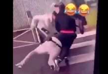 Polizist in Tourcoing verprügelt: Gewalt, Empörung und wieder die Frage nach dem Vertrauen Verprügelter_Polizist_Tourcoing_ScreenX