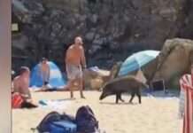 Wenn Wildschweine baden gehen – Ferienidylle im Var trifft tierische Realität Wildschwein_Strand_Cavalaire_ScreenX