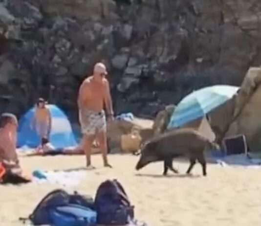 Wenn Wildschweine baden gehen – Ferienidylle im Var trifft tierische Realität Wildschwein_Strand_Cavalaire_ScreenX