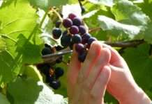 Französische Weinberge im Umbruch: Hybride Rebsorten gegen Pestizide Weinbau