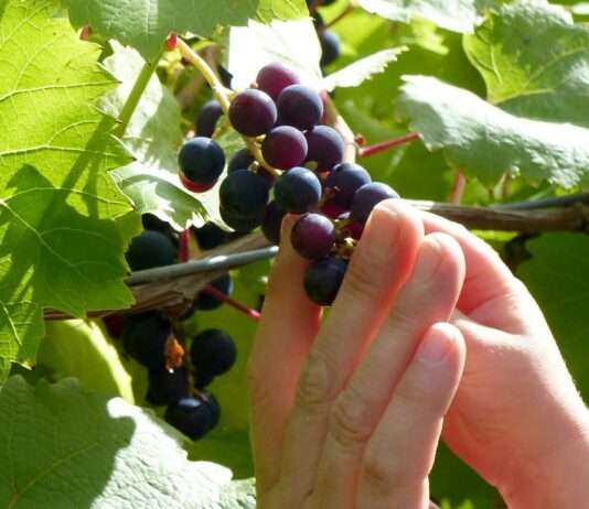 Französische Weinberge im Umbruch: Hybride Rebsorten gegen Pestizide Weinbau