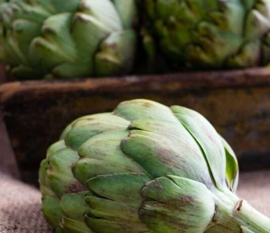 Finistère: Wie die Bretagne der Artischocke neues Leben einhaucht Artischocke
