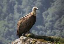 Giftige Stille über den Baronnies: Neun tote Geier in der Drôme Geier