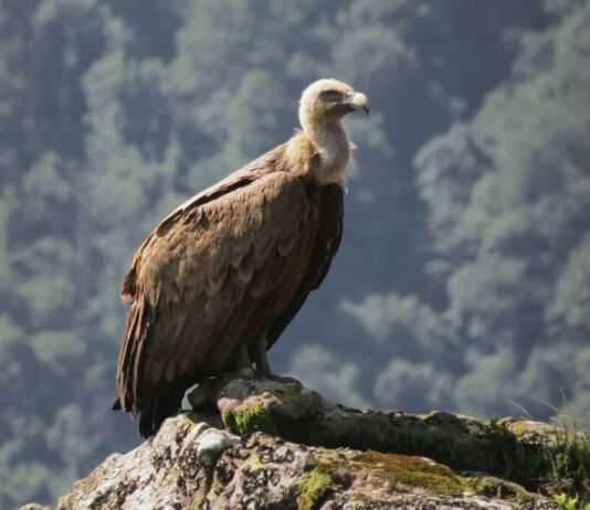 Giftige Stille über den Baronnies: Neun tote Geier in der Drôme Geier