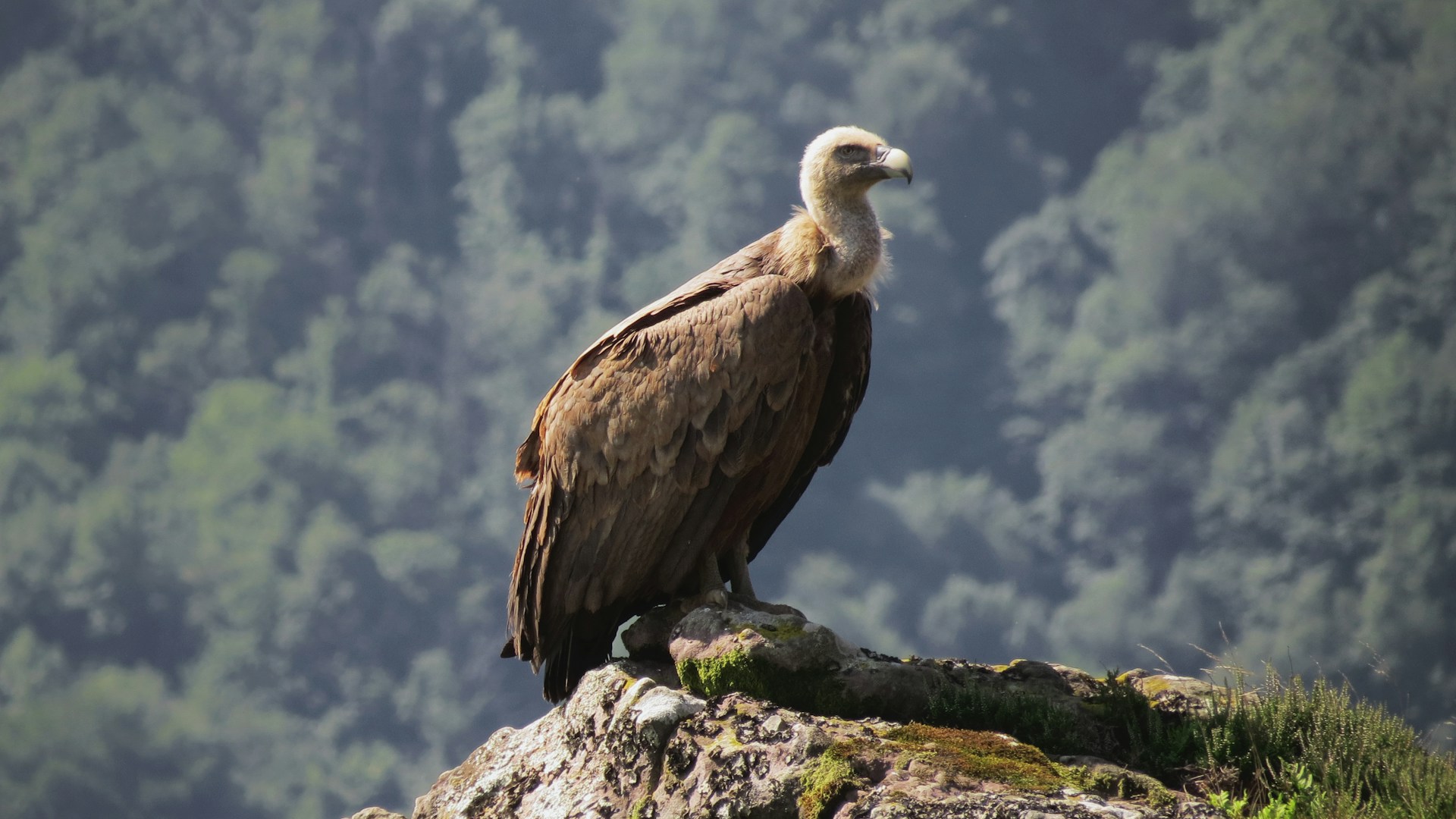 Giftige Stille über den Baronnies: Neun tote Geier in der Drôme
