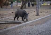 Wildschwein im Schaufenster – wenn der Wald den Weg in die Backstube findet Wildschwein_Stadt