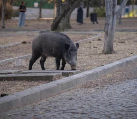 Wildschwein im Schaufenster – wenn der Wald den Weg in die Backstube findet Wildschwein_Stadt