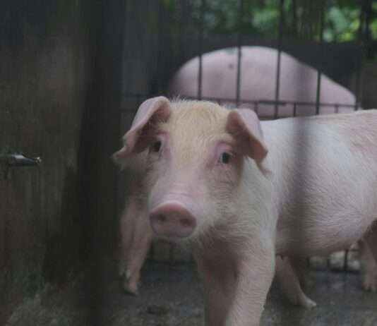 700 tote Schweine im Stall: Was ist im französischen Saint-Aubin-de-Terregatte passiert? Schweine_Stall