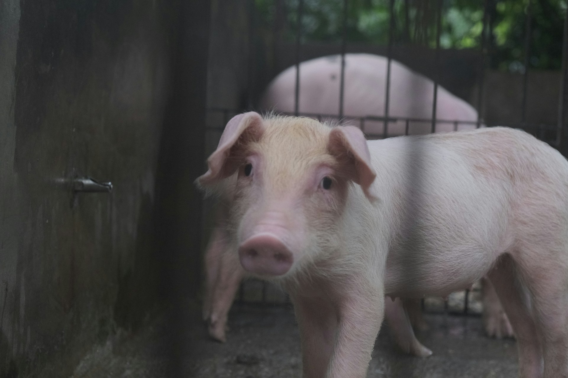 700 tote Schweine im Stall: Was ist im französischen Saint-Aubin-de-Terregatte passiert?