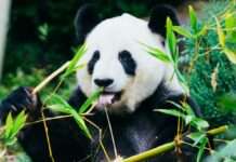 Abschied auf leisen Pfoten: Warum Huan Huan und Yuan Zi nach China zurückkehren Panda