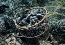 Die Muschelfischer kehren in die Bucht der Somme zurück shapelined-s5aER1gasW4-unsplash(1)