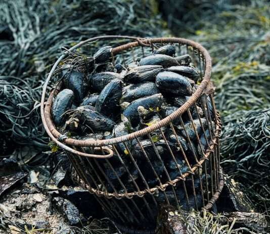 Die Muschelfischer kehren in die Bucht der Somme zurück shapelined-s5aER1gasW4-unsplash(1)