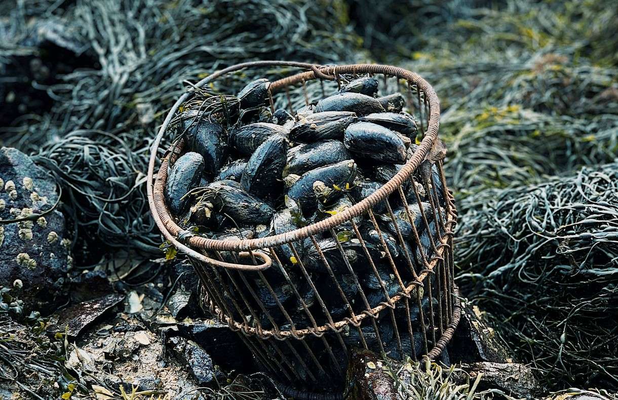 Die Muschelfischer kehren in die Bucht der Somme zurück