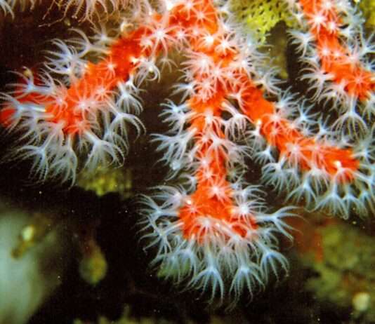 Korallenblut in Korsika – Das rote Gold der Mittelmeerwelt Corallium_rubrum_(Linnaeus,_1758)_11