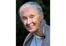 Jane Goodall ist tot – und hinterlässt der Welt mehr als nur Forschung JaneGoodallOct10_Wikipedia