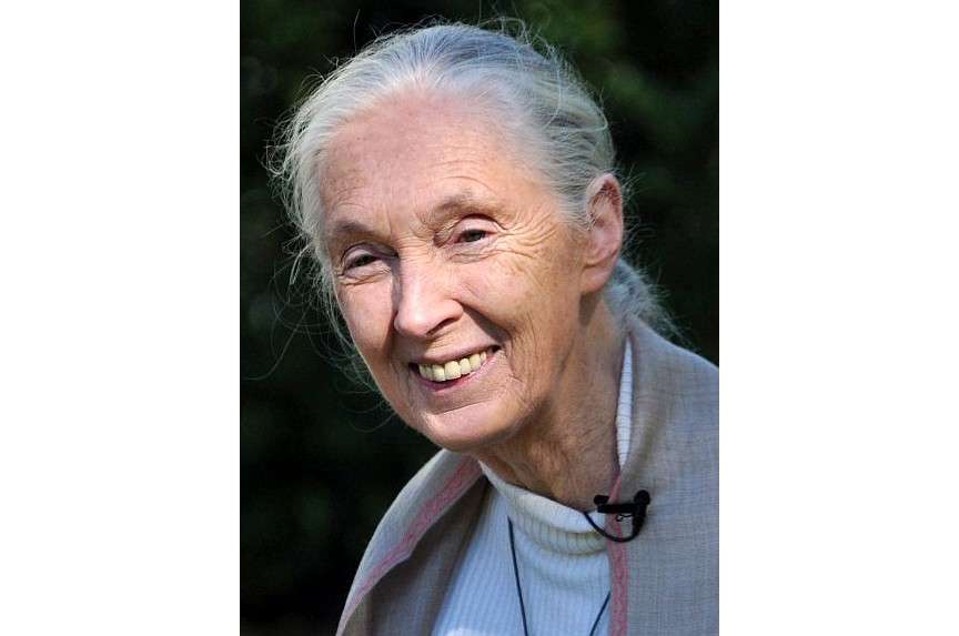 Jane Goodall ist tot – und hinterlässt der Welt mehr als nur Forschung