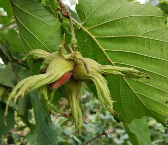 Die Haselnuss, die nach Heimat schmeckt: Nuciola di Cervioni Haselnuss