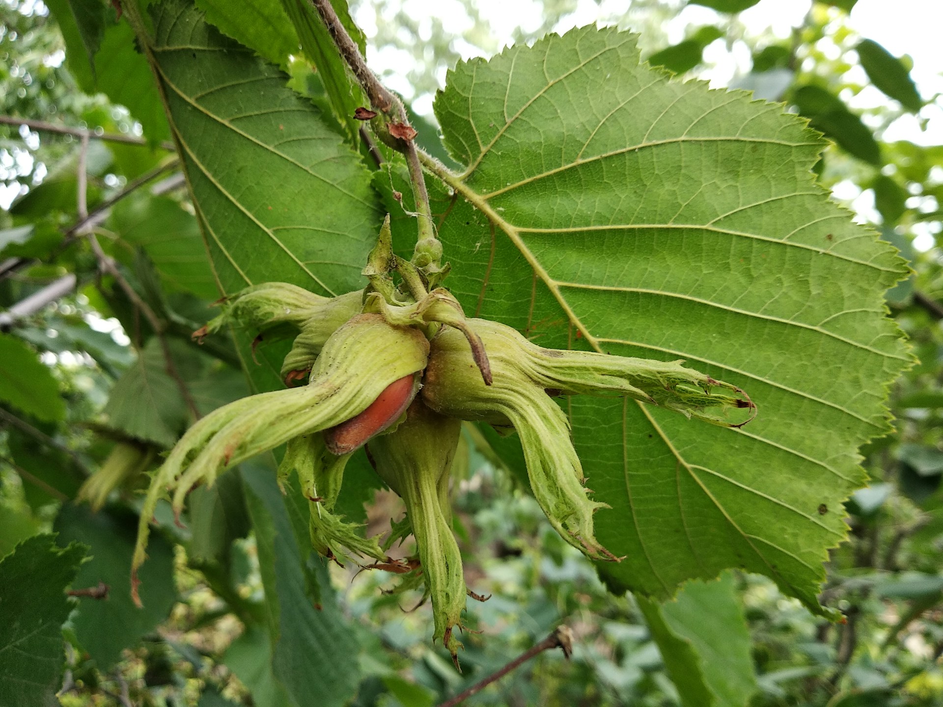 Die Haselnuss, die nach Heimat schmeckt: Nuciola di Cervioni