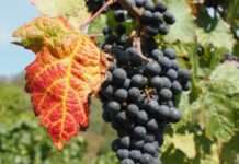Herbstglanz entlang der Route des Vins d’Alsace Weinberg_Herbst