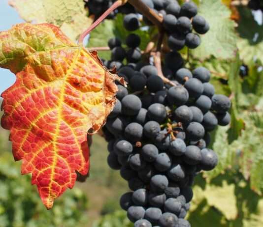 Herbstglanz entlang der Route des Vins d’Alsace Weinberg_Herbst