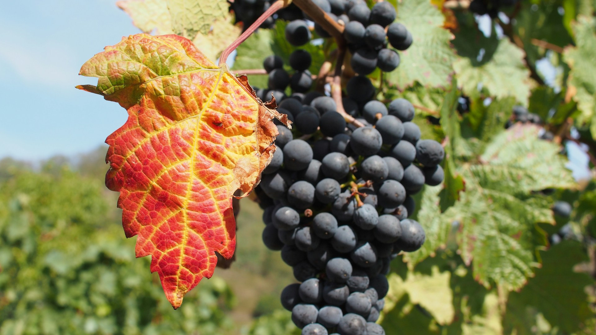 Herbstglanz entlang der Route des Vins d’Alsace
