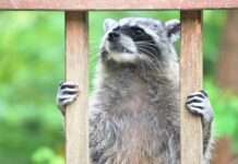 Ein putziges Gesicht – mit zerstörerischem Potenzial: Der Waschbär in Frankreich Waschbär