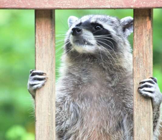 Ein putziges Gesicht – mit zerstörerischem Potenzial: Der Waschbär in Frankreich Waschbär