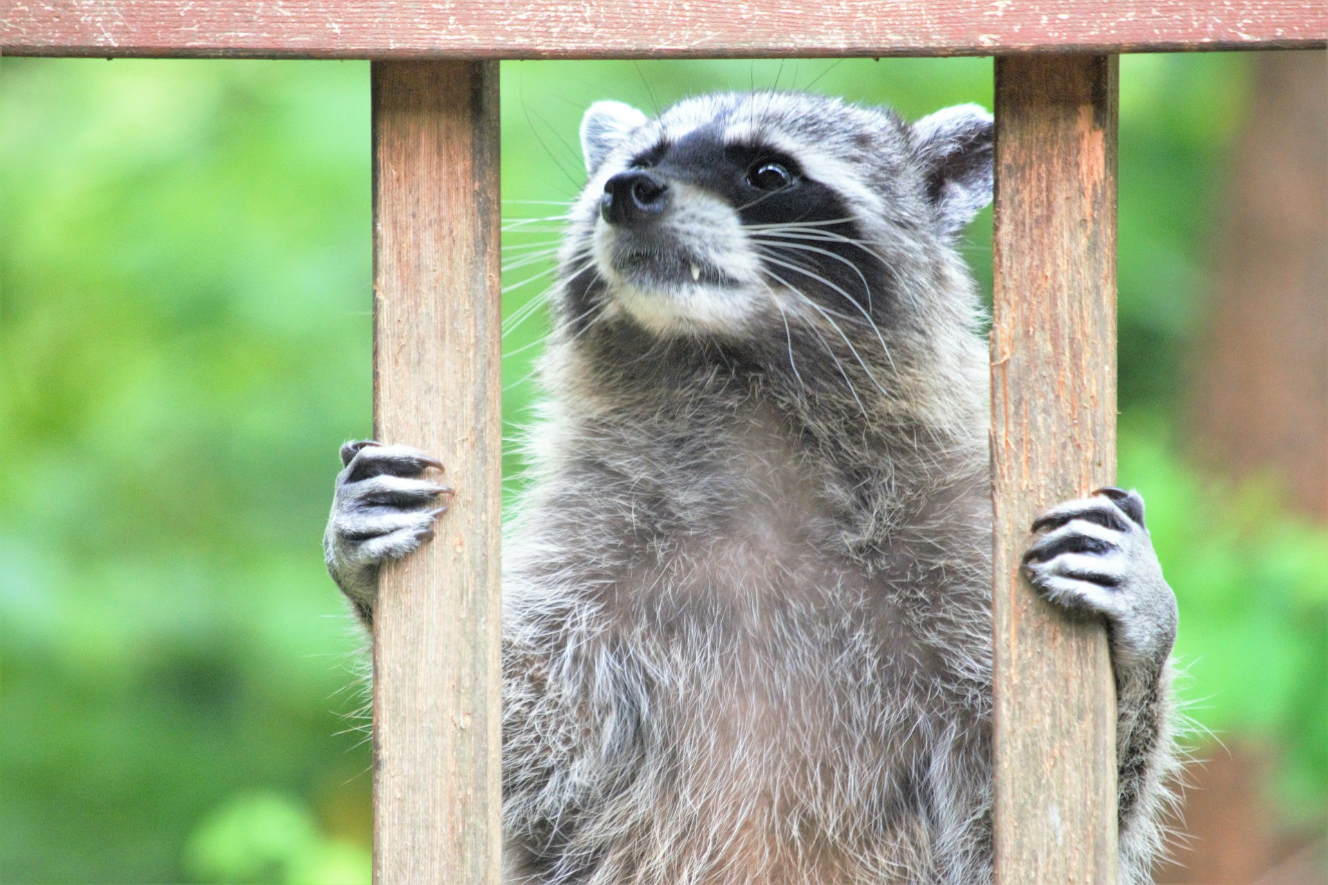 Ein putziges Gesicht – mit zerstörerischem Potenzial: Der Waschbär in Frankreich
