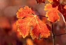 Goldener Herbst in Burgund – Wo Wein, Wald und Wärme sich treffen Herbst_Burgund