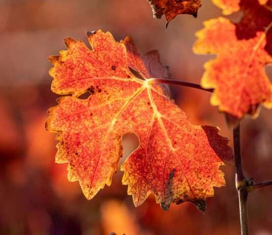 Goldener Herbst in Burgund – Wo Wein, Wald und Wärme sich treffen Herbst_Burgund