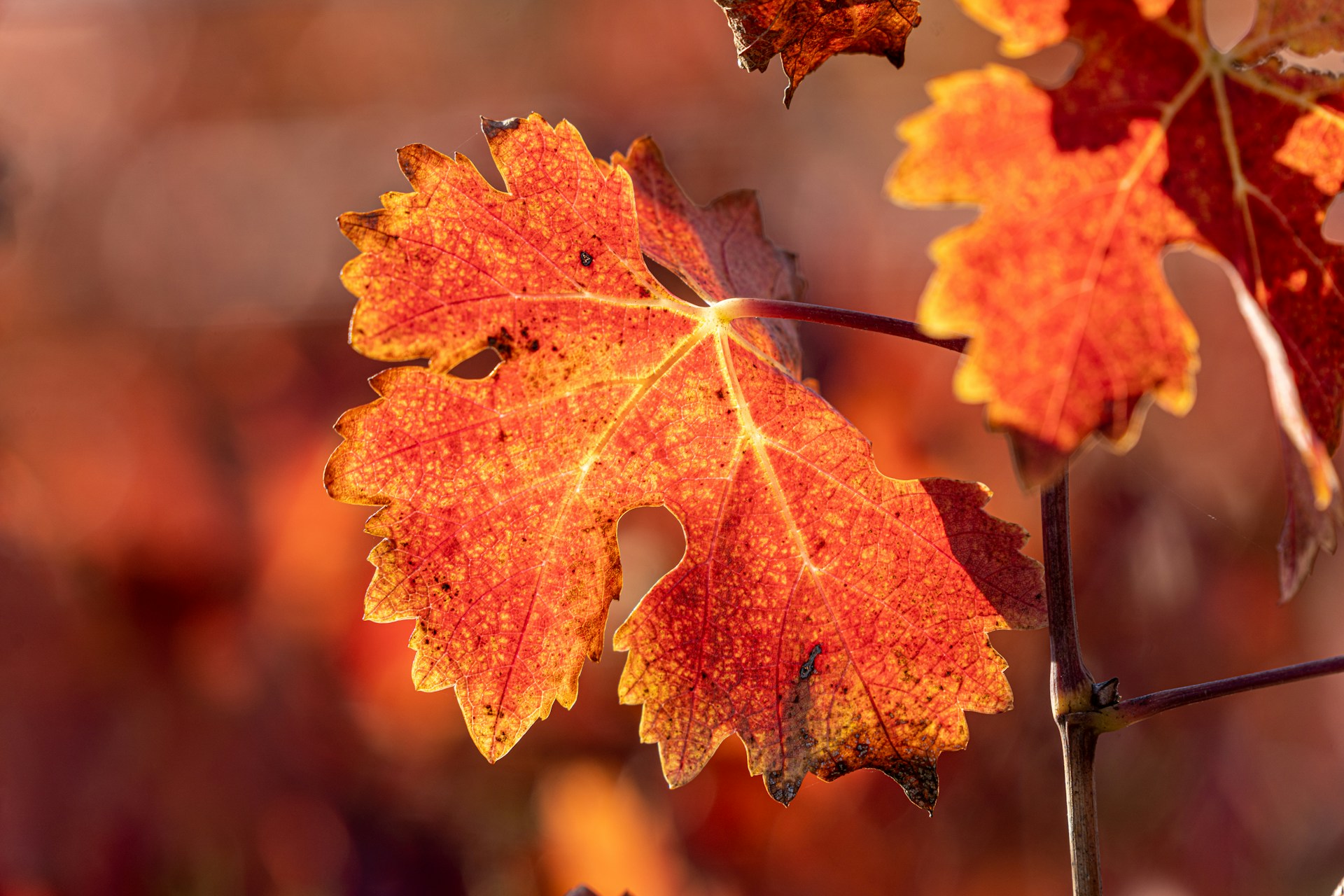Goldener Herbst in Burgund – Wo Wein, Wald und Wärme sich treffen