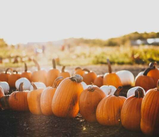 Kürbis-Boom in der Normandie – Wunderernte oder cleveres Agrarkonzept? Kürbis_Ernte