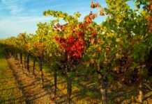 Zwischen Nebel, Reben und alten Steinen – die verborgenen Weindörfer des Périgord Weinberg_Herbst