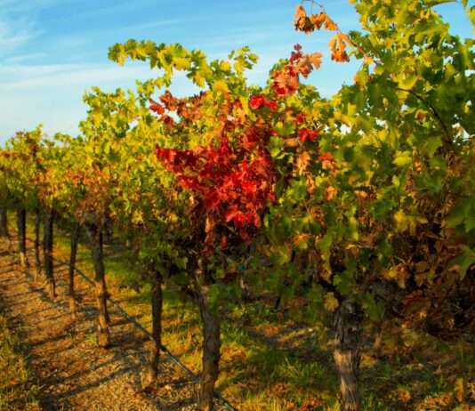 Zwischen Nebel, Reben und alten Steinen – die verborgenen Weindörfer des Périgord Weinberg_Herbst