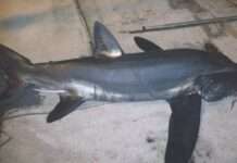 Gast aus der Tiefe – Ein seltener Riesenhai taucht in der Bretagne auf Alopias_superciliosus