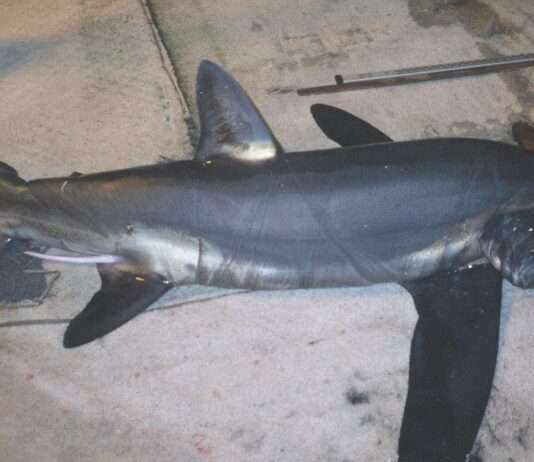 Gast aus der Tiefe – Ein seltener Riesenhai taucht in der Bretagne auf Alopias_superciliosus