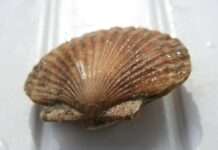 Zwischen Hoffen und Zögern – Die leise Rückkehr der Pétoncles vor La Rochelle Pétoncles