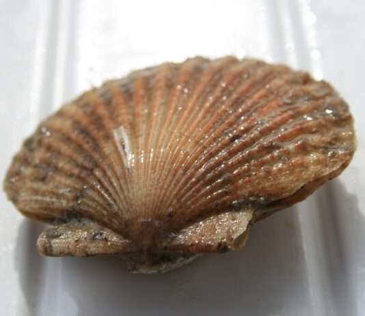 Zwischen Hoffen und Zögern – Die leise Rückkehr der Pétoncles vor La Rochelle Pétoncles