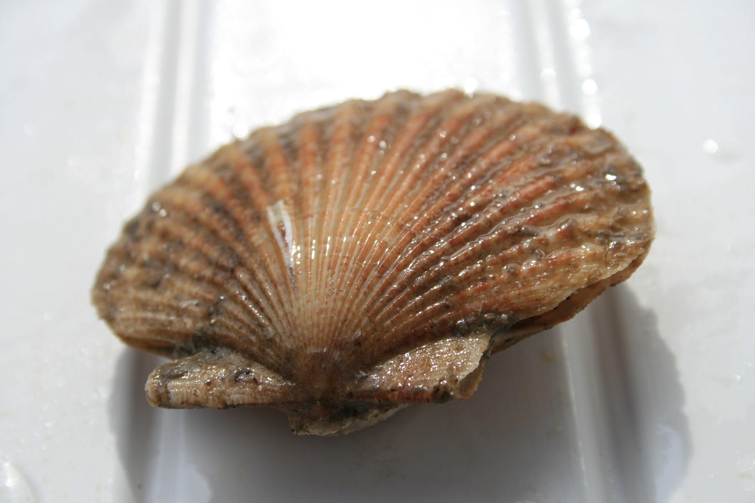 Zwischen Hoffen und Zögern – Die leise Rückkehr der Pétoncles vor La Rochelle