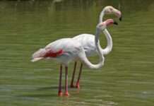 Die Salinen von Hyères – Naturwunder mit Vergangenheit Rosa-Flamingo