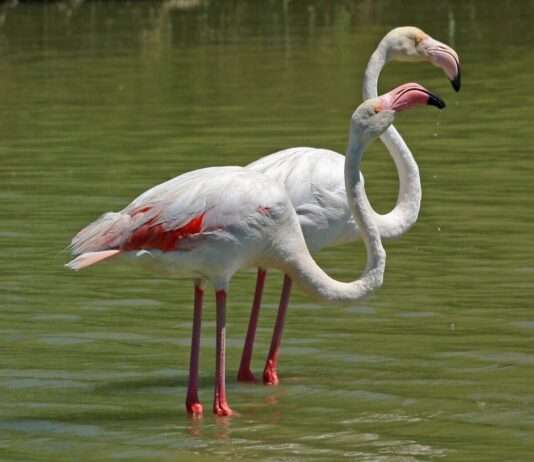 Die Salinen von Hyères – Naturwunder mit Vergangenheit Rosa-Flamingo