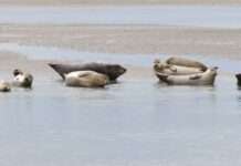 Winterwächter an der Baie de Somme: Leben im Rhythmus von Sturm, Salz und Stille Phoques_et_veaux_marins_à_Berck_2