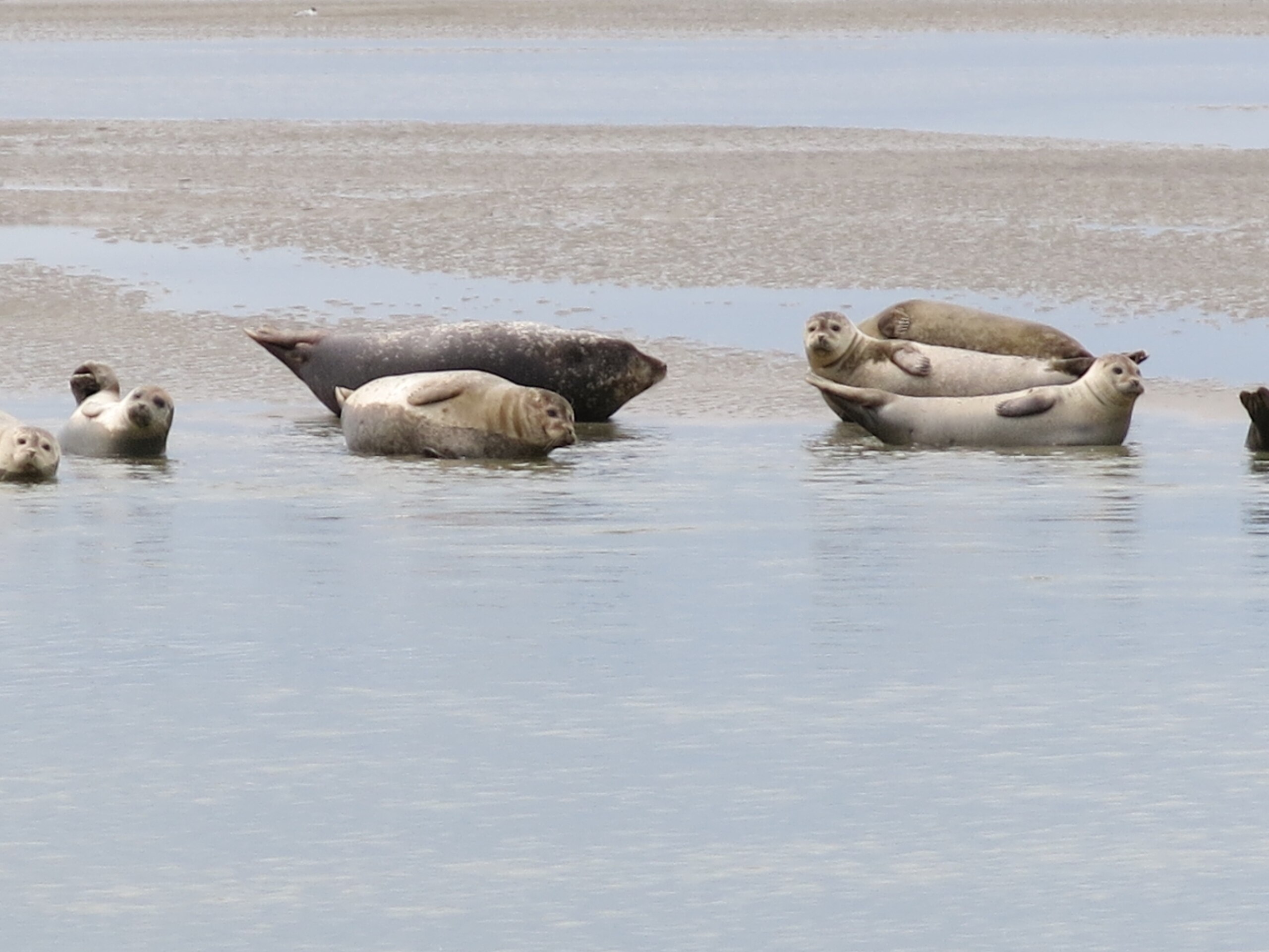 Winterwächter an der Baie de Somme: Leben im Rhythmus von Sturm, Salz und Stille