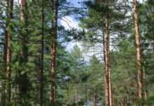 Alarmstufe Rot im Departement Landes: Ein unsichtbarer Killer bedroht Frankreichs Pinien Kiefernwald