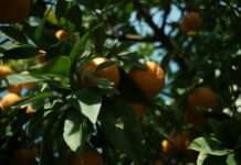 Clémentine de Corse – Das leuchtende Herz Korsikas Clementinen