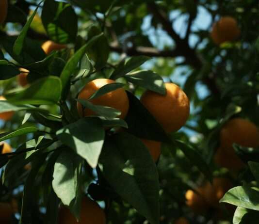 Clémentine de Corse – Das leuchtende Herz Korsikas Clementinen