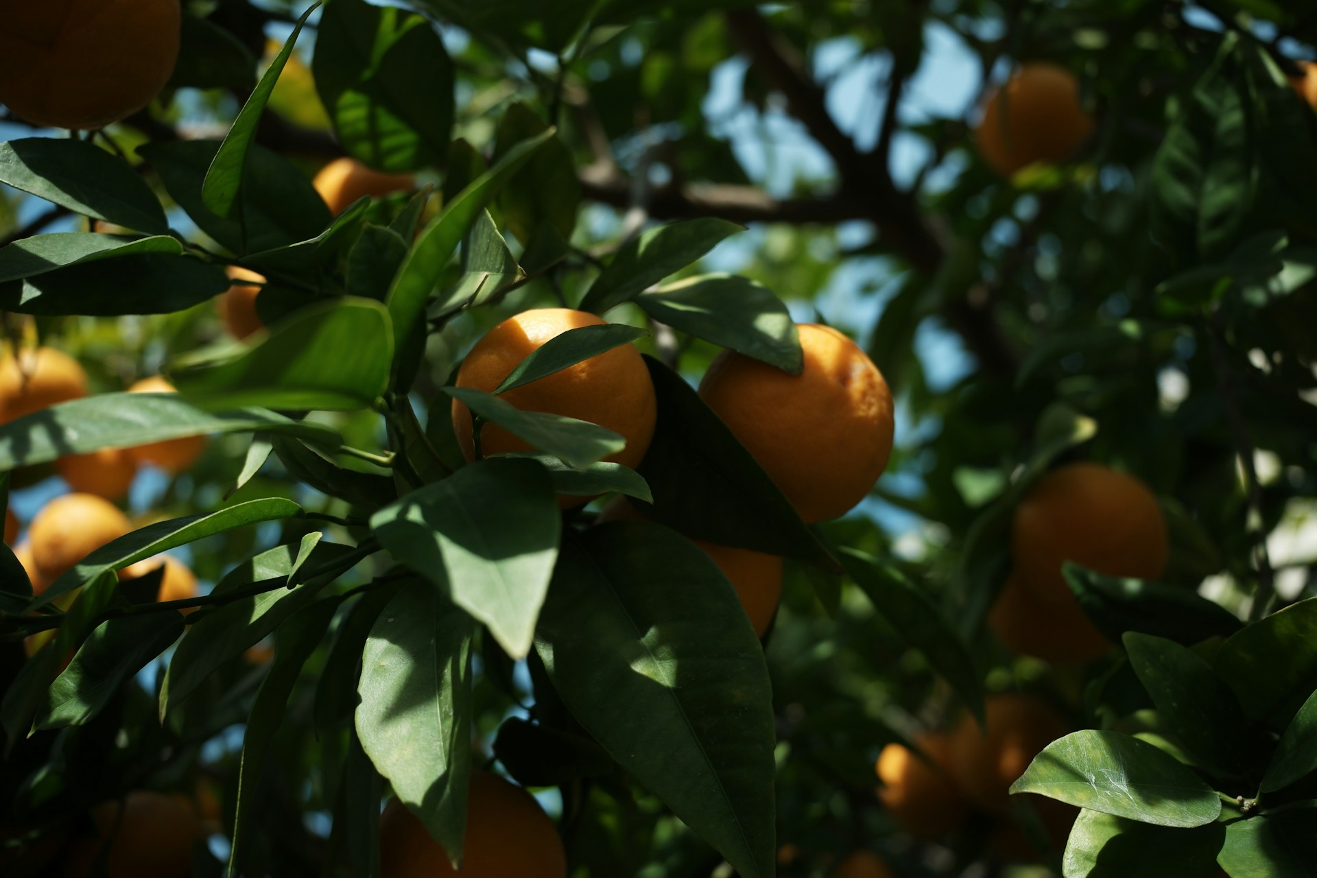 Clémentine de Corse – Das leuchtende Herz Korsikas