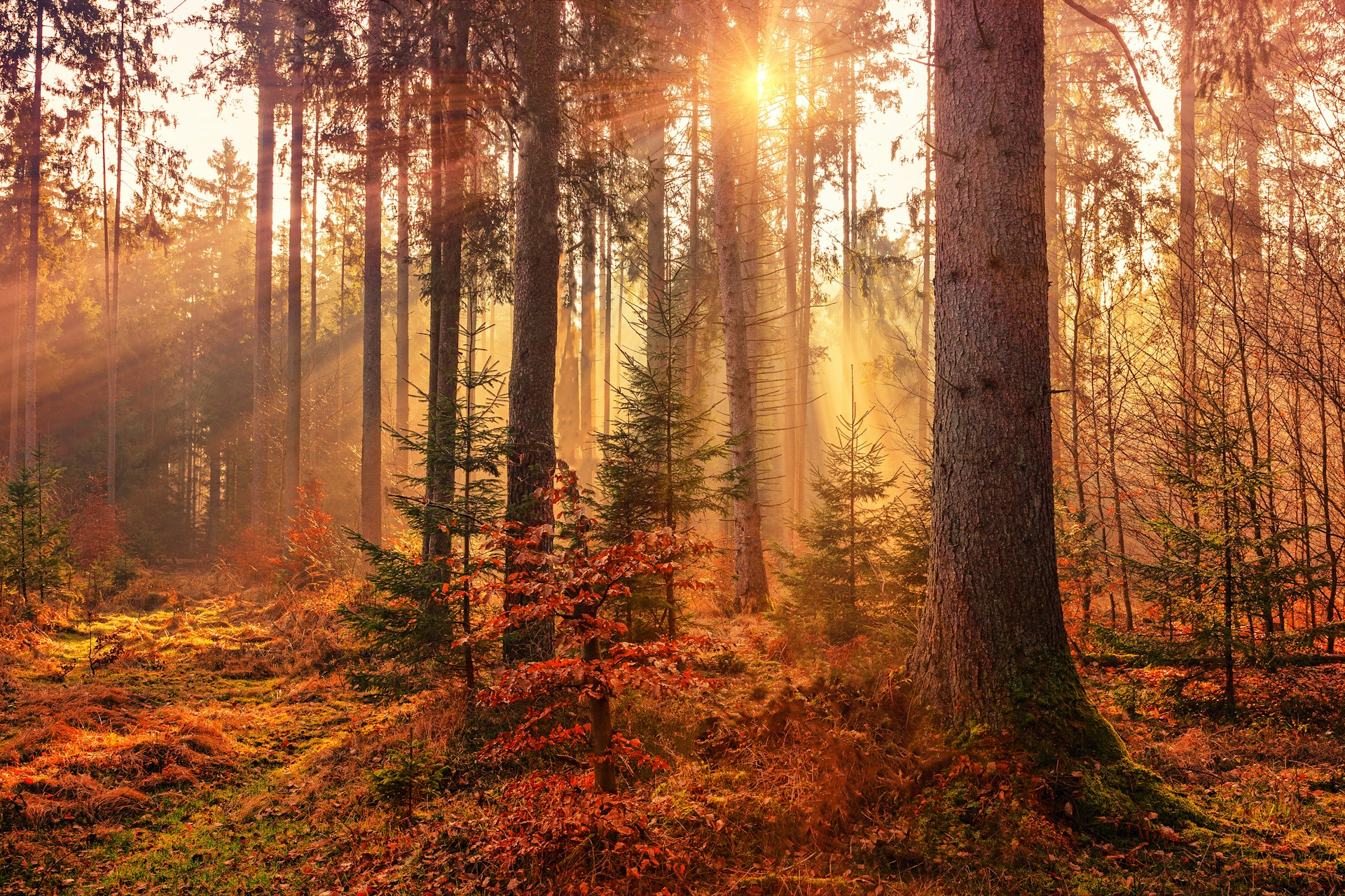 Herbstgeflüster in den Vogesen