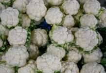 Zu viel vom Guten: Warum der bretonische Blumenkohl nicht genügend Käufer findet Blumenkohl_Überproduktion